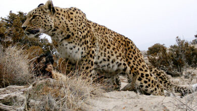 حمله یک قلاده پلنگ به یک مرد زنجانی در روستای سلیمان بلاغ