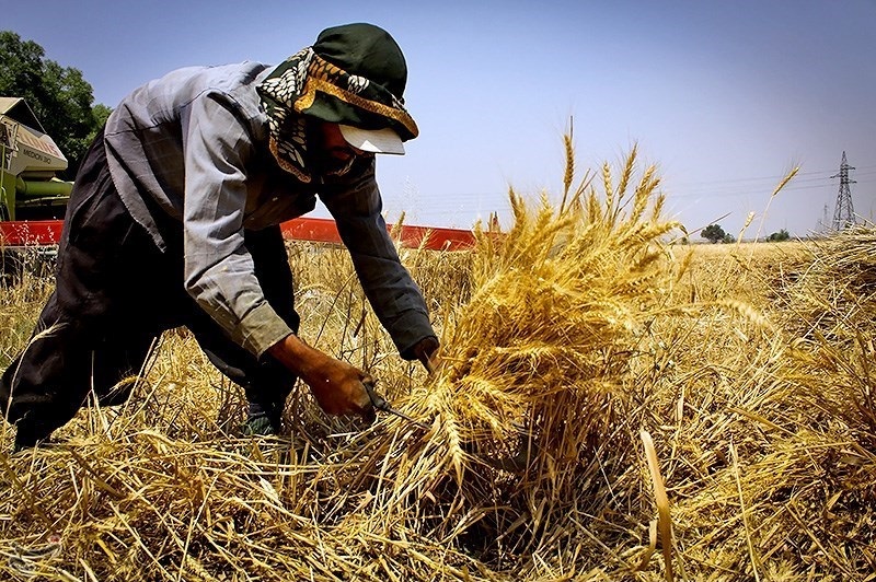 پرداخت 300 میلیارد ریال بهای گندم به کشاورزان زنجانی