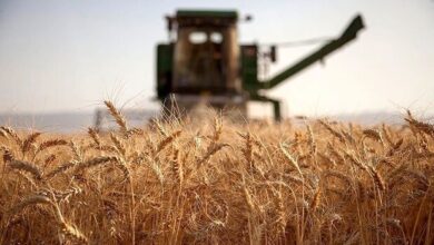 خرید بیش از 26 هزارتن گندم مازاد بر نیاز کشاورزان زنجانی