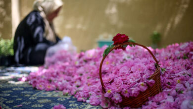 بهره برداری از دستگاه فرآوری گل محمدی برای اولین بار در شهرستان طارم