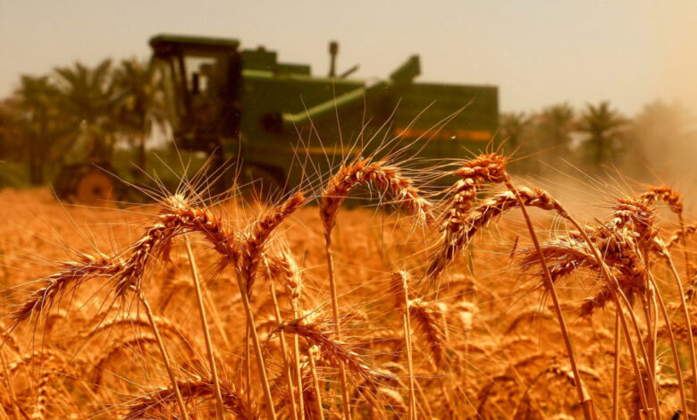 ۱۰۰درصد مطالبات گندمکاران زنجانی پرداخت شد