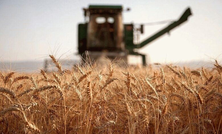 خروج گندم از استان زنجان در فصل خرید ممنوع شد