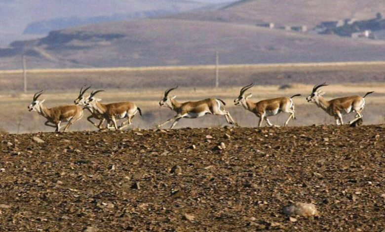 کاهش 36 درصدی آهوان منطقه حفاظت‌شده دشت سهرین