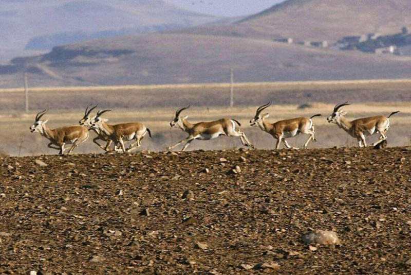 کاهش 36 درصدی آهوان منطقه حفاظت‌شده دشت سهرین