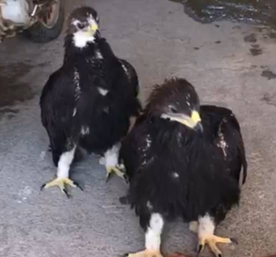 2بهله عقاب طلایی از منزل فرد متخلف در شهرستان ابهر کشف شد