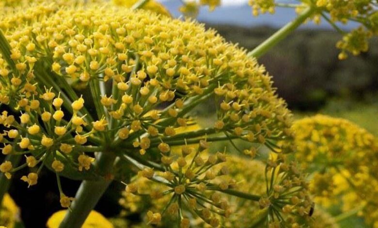 انجام مطالعات علمی و میدانی برای احداث باغ ملی باریجه و آنقوزه در زنجان