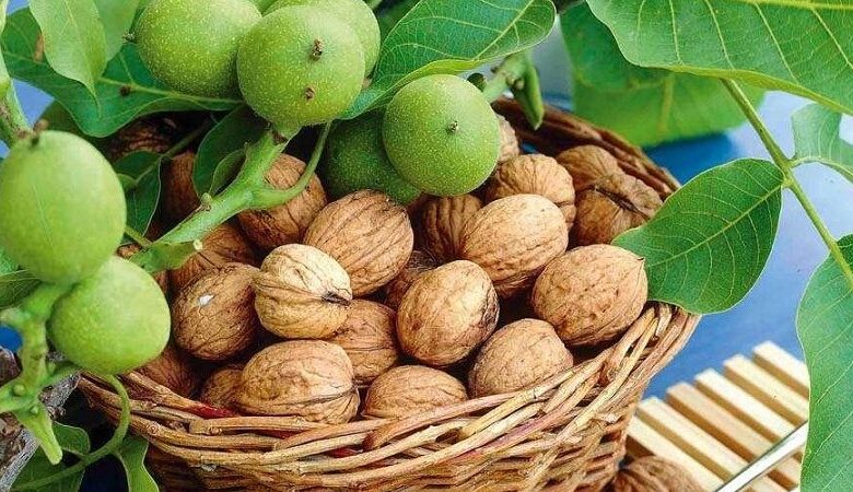 برگزاری نخستین جشنواره گردو در شهر سهرورد