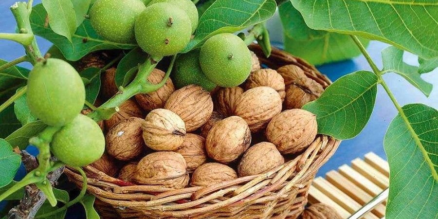 برگزاری نخستین جشنواره گردو در شهر سهرورد