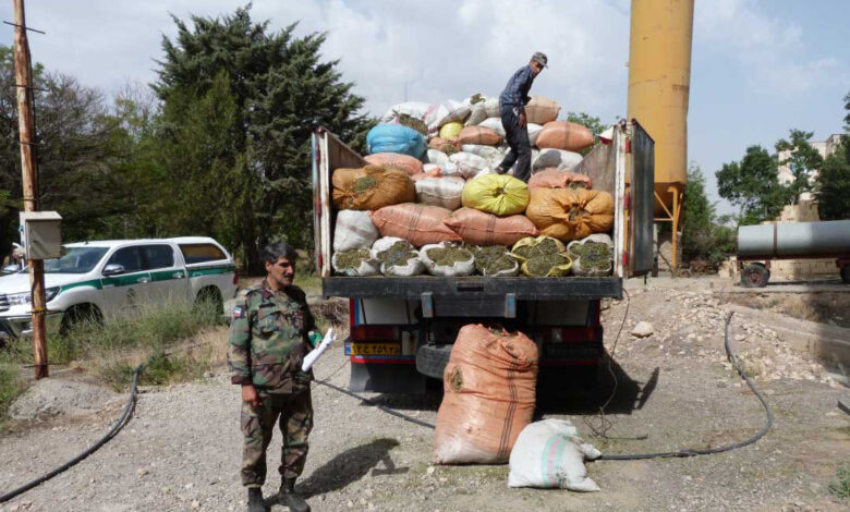 کشف و ضبط 3025 کیلوگرم انواع گیاهان دارویی در زنجان