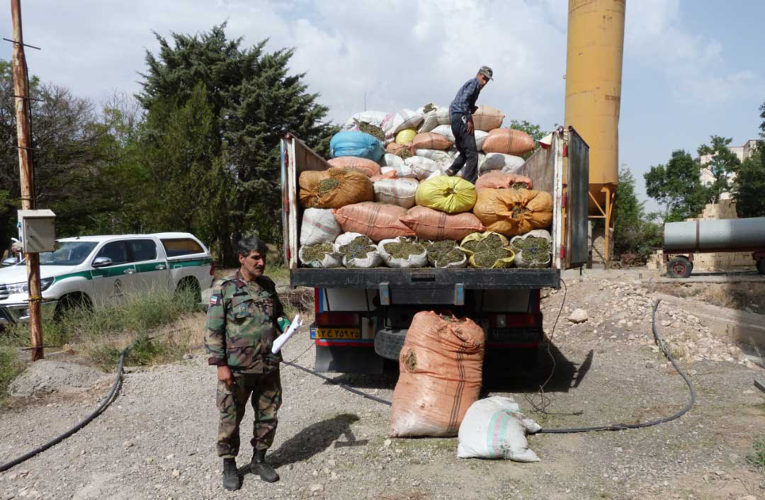 کشف و ضبط 3025 کیلوگرم انواع گیاهان دارویی در زنجان