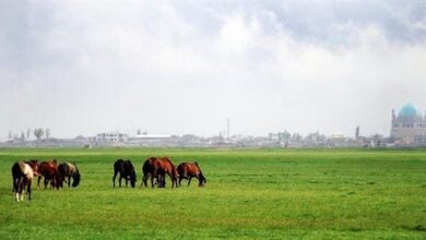 وضعیت چمن تاریخی سلطانیه خوب است