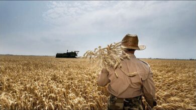 خروج گندم از استان زنجان در فصل خرید ممنوع شد