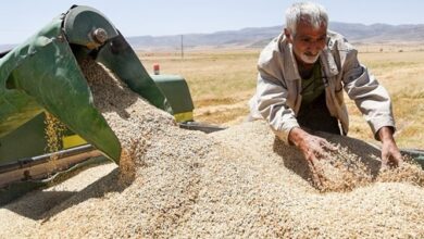 پرداخت بیش از 260 میلیارد ریال از مطالبات گندمکاران زنجانی