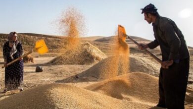 پرداخت بیش از 1520 میلیارد ریال از مطالبات گندمکاران زنجانی