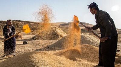 پرداخت بیش از 1520 میلیارد ریال از مطالبات گندمکاران زنجانی