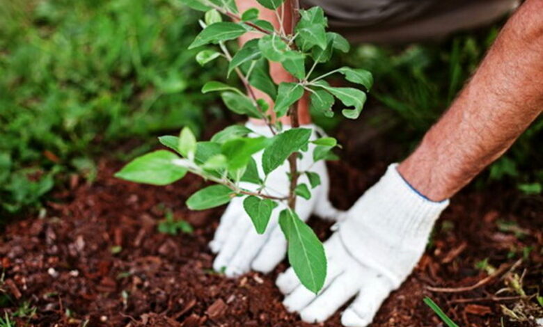 سمن‌ها در فرهنگ‌سازی کاشت درخت مشارکت کنند