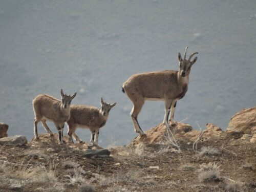 افزایش 13/5 درصدی جمعیت قوچ و میش در منطقه حفاظت شده و پناهگاه حیات وحش انگوران استان زنجان