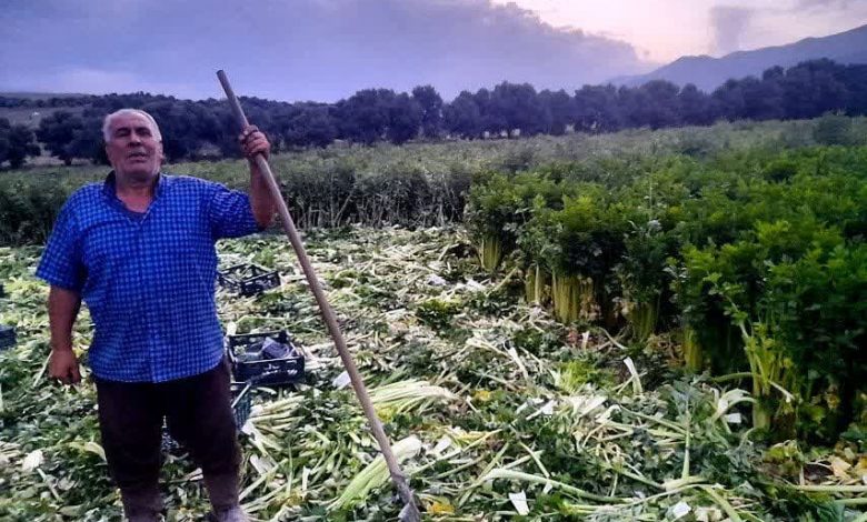 برداشت کرفس برای اولین بار از مزرعه موقوفه در طارم آغاز شد