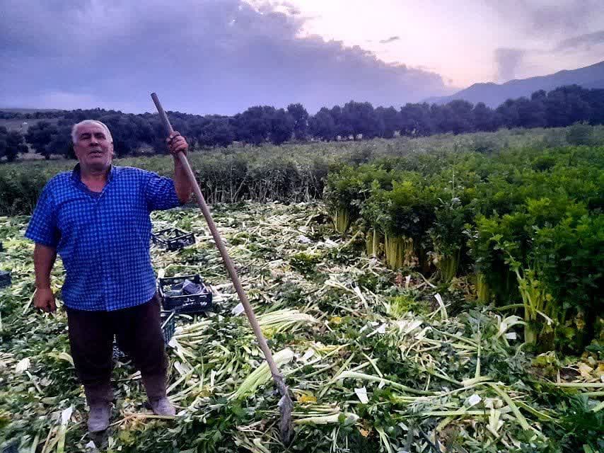 برداشت کرفس برای اولین بار از مزرعه موقوفه در طارم آغاز شد