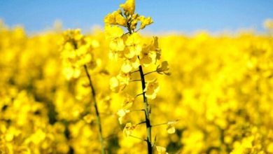 تولید 400 تن کلزا در زنجان