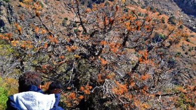 آلودگی 250 هکتار از جنگل اُرس به انگل اُرس واش