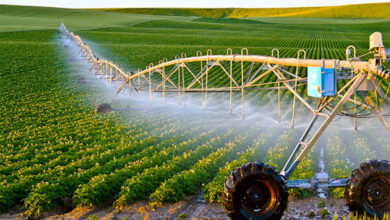 تجهیز بیش از ۶۶ هزار هکتار از اراضی کشاورزی زنجان به سامانه‌های نوین آبیاری